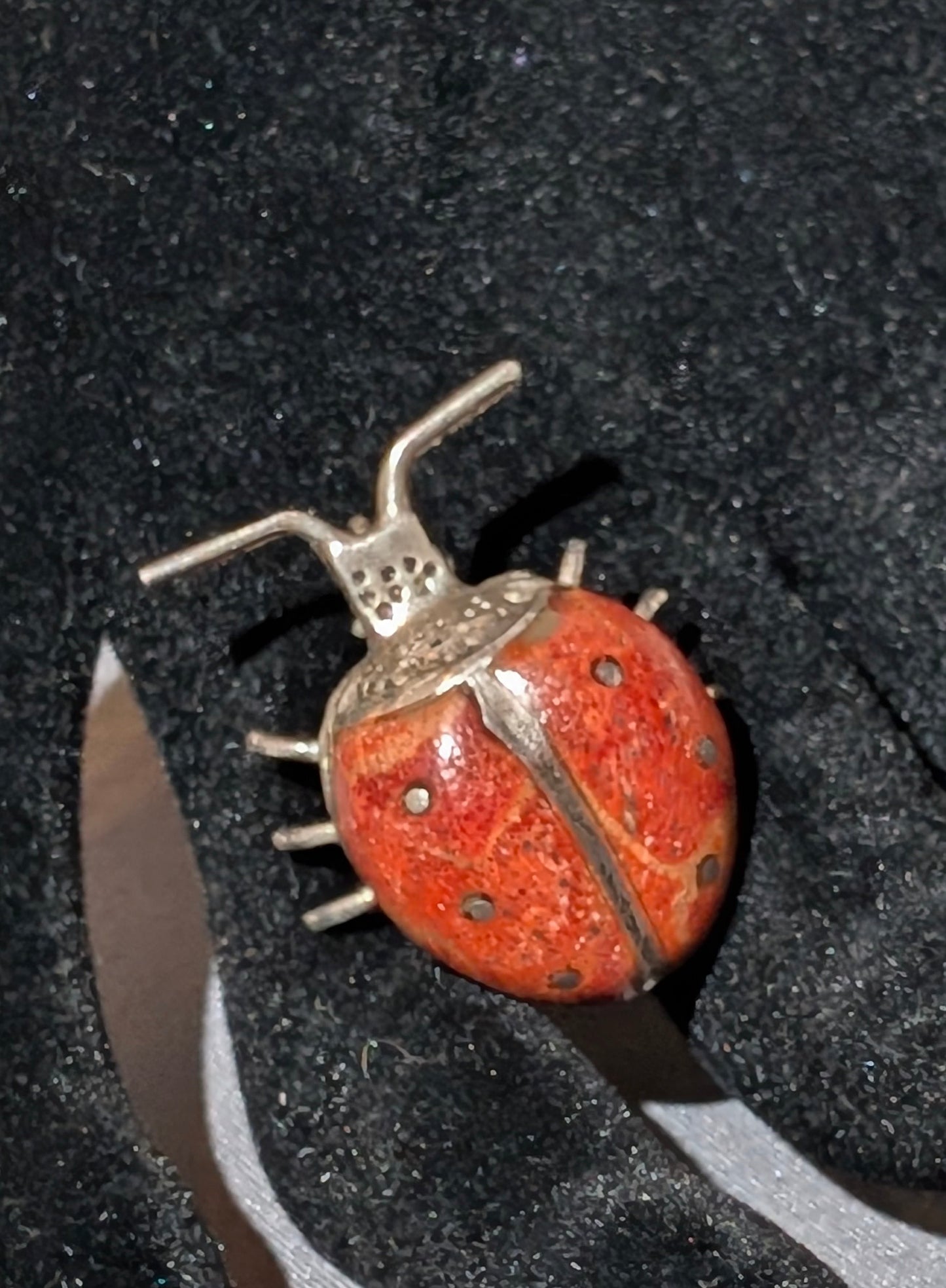 SS RED CORAL LADYBUG